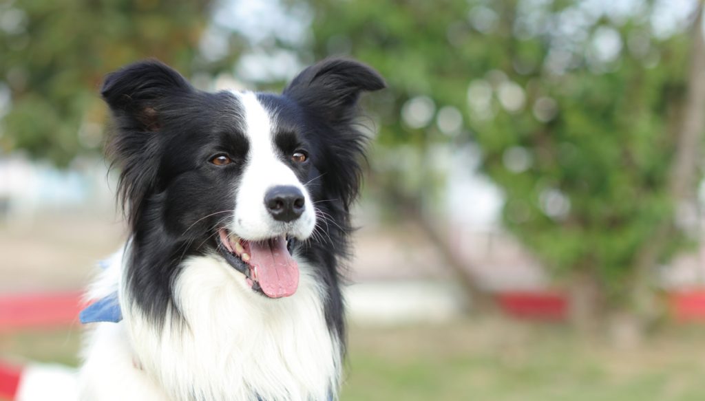 ビーチフラッグス犬 ボーダーコリー ソウル