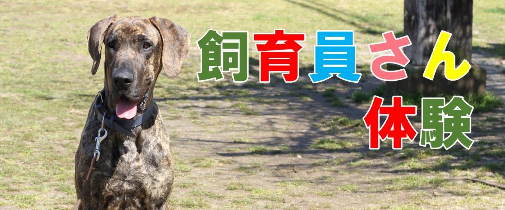 お仕事体験 飼育員さん体験 大型犬編 Ipcわんわん動物園web Site